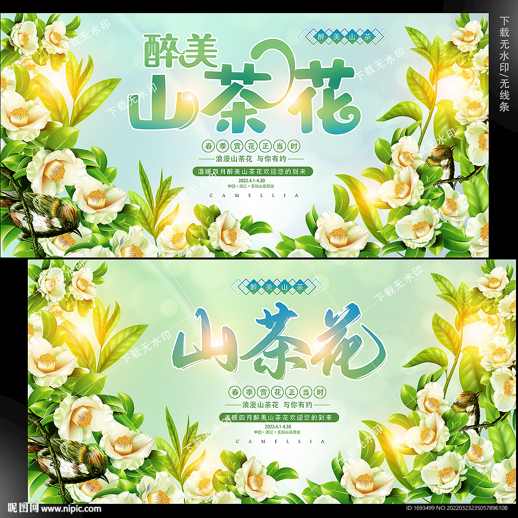 山茶花 