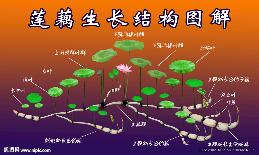 莲藕生长高清结构图
