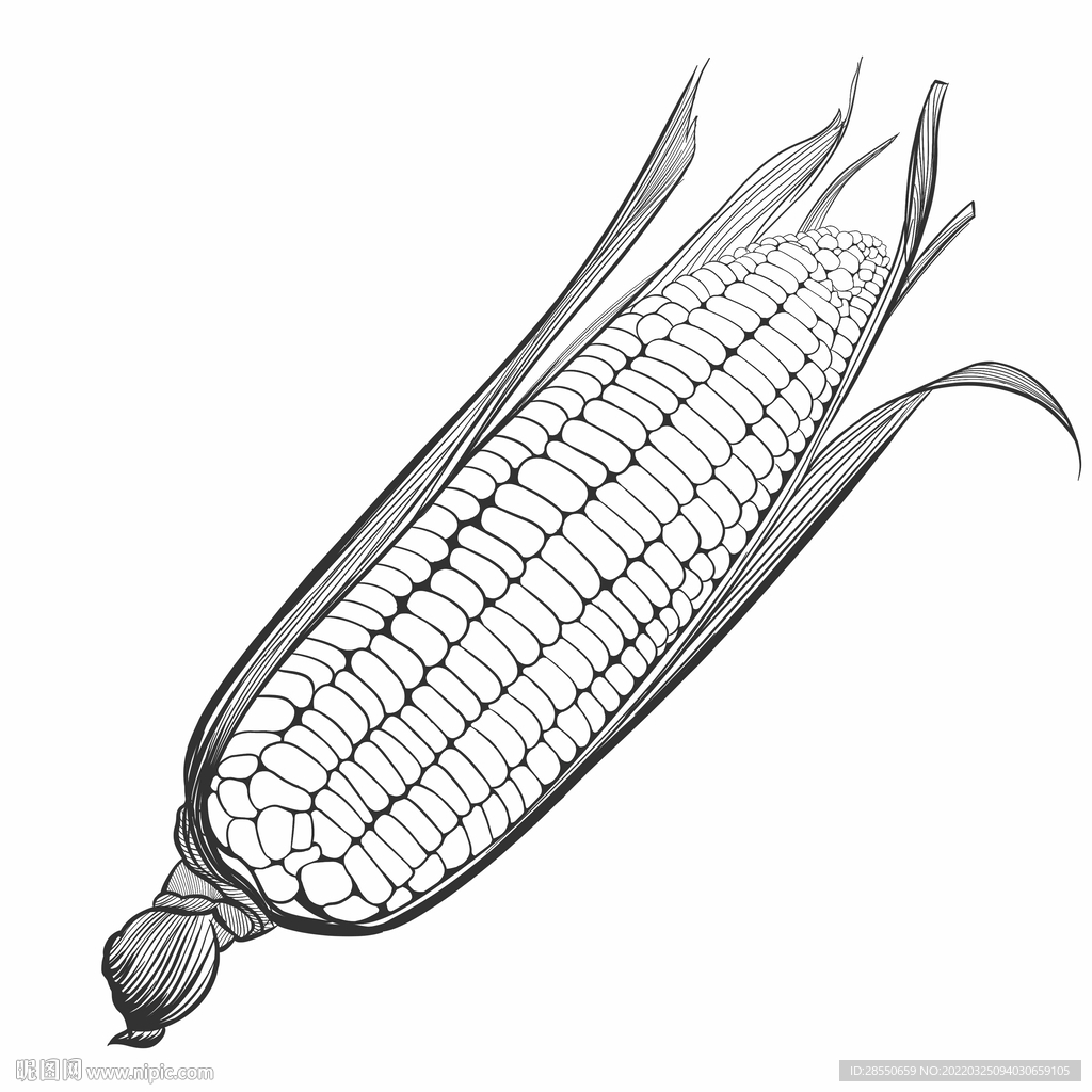 玉米的简笔画 玉米怎么画图片-蔬菜简笔画-欣欣简笔画