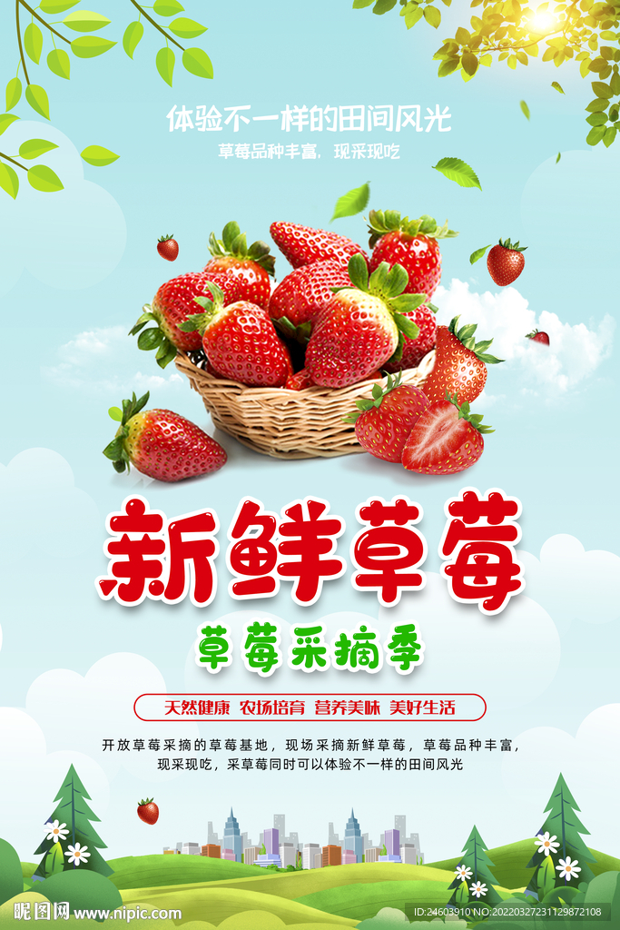 草莓采摘