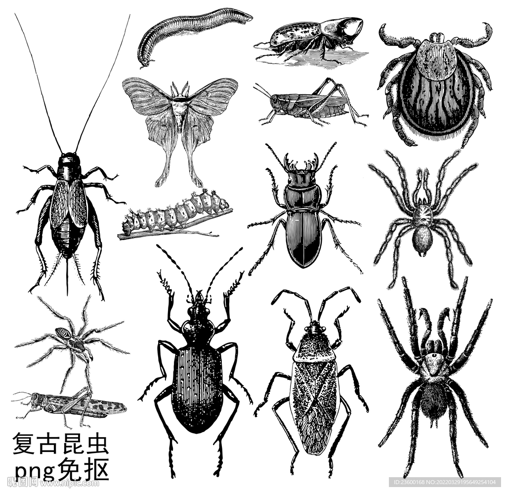 复古昆虫