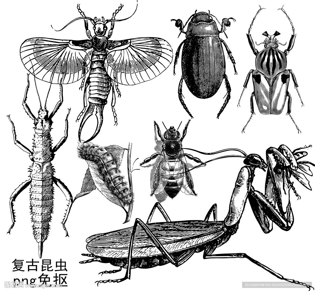 复古昆虫