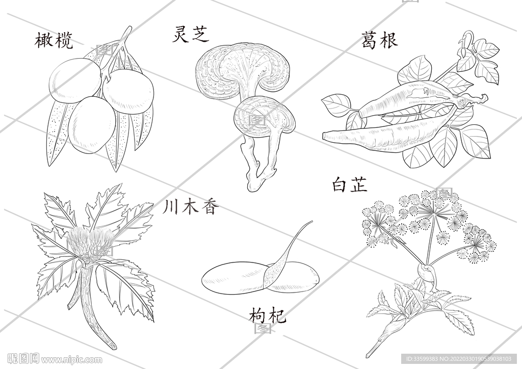 线描药材