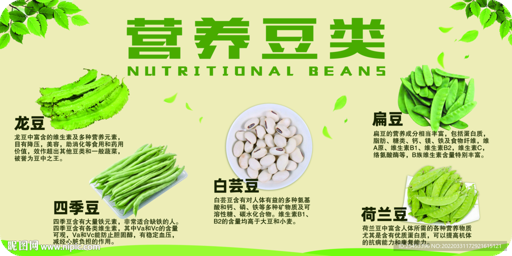 营养豆类