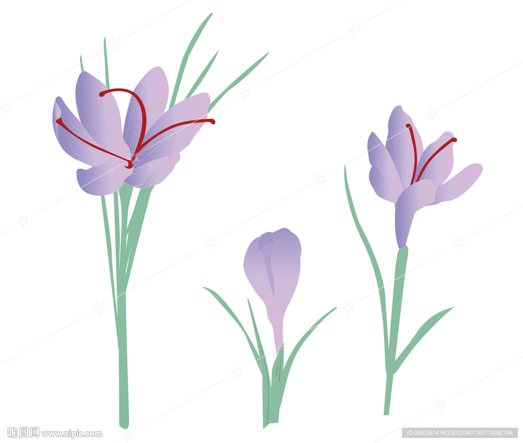 手绘藏红花 