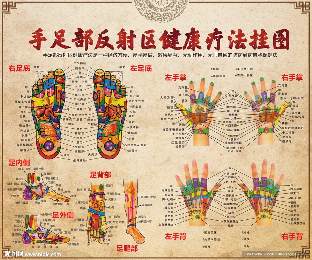 手足部反射区健康疗法挂图