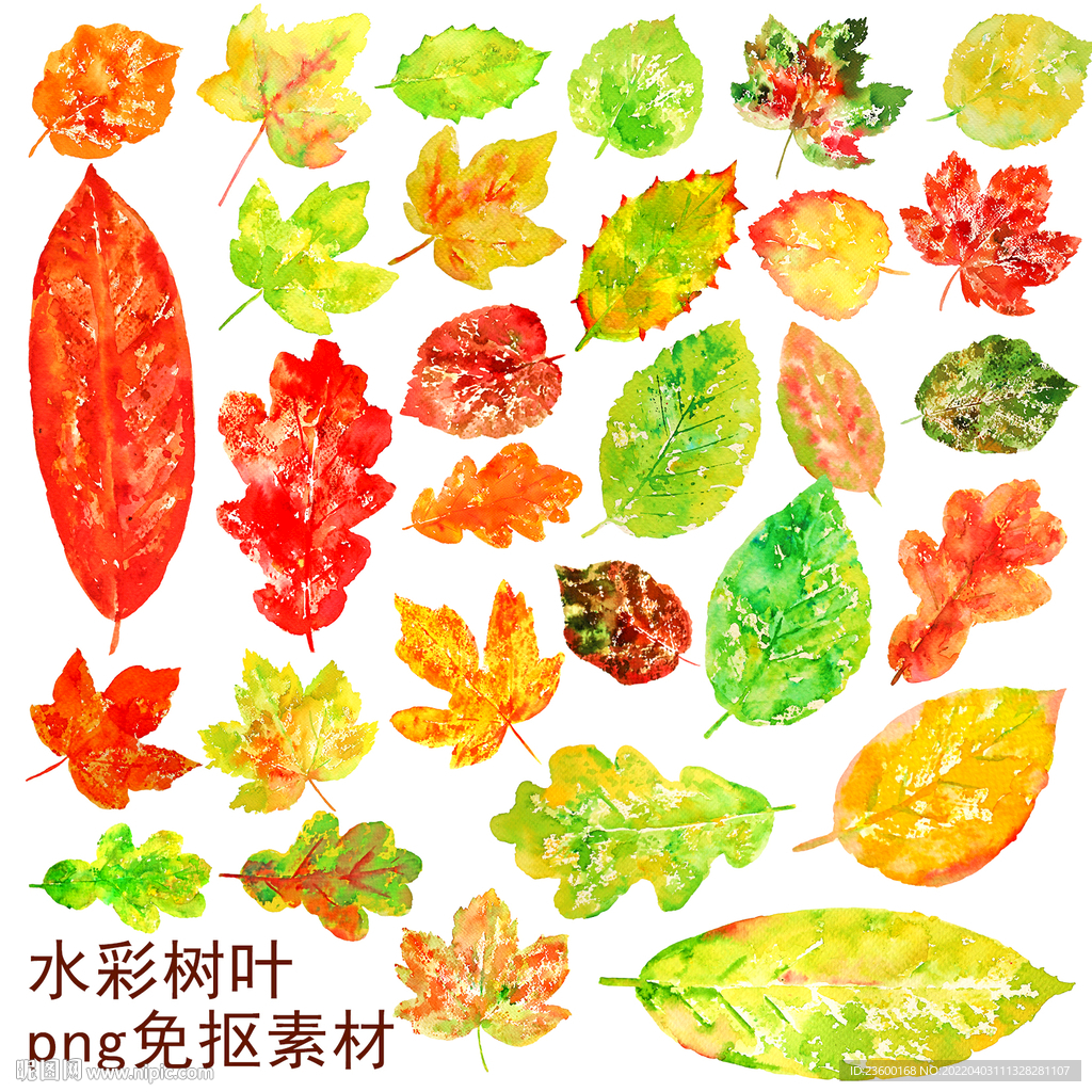 水彩树叶