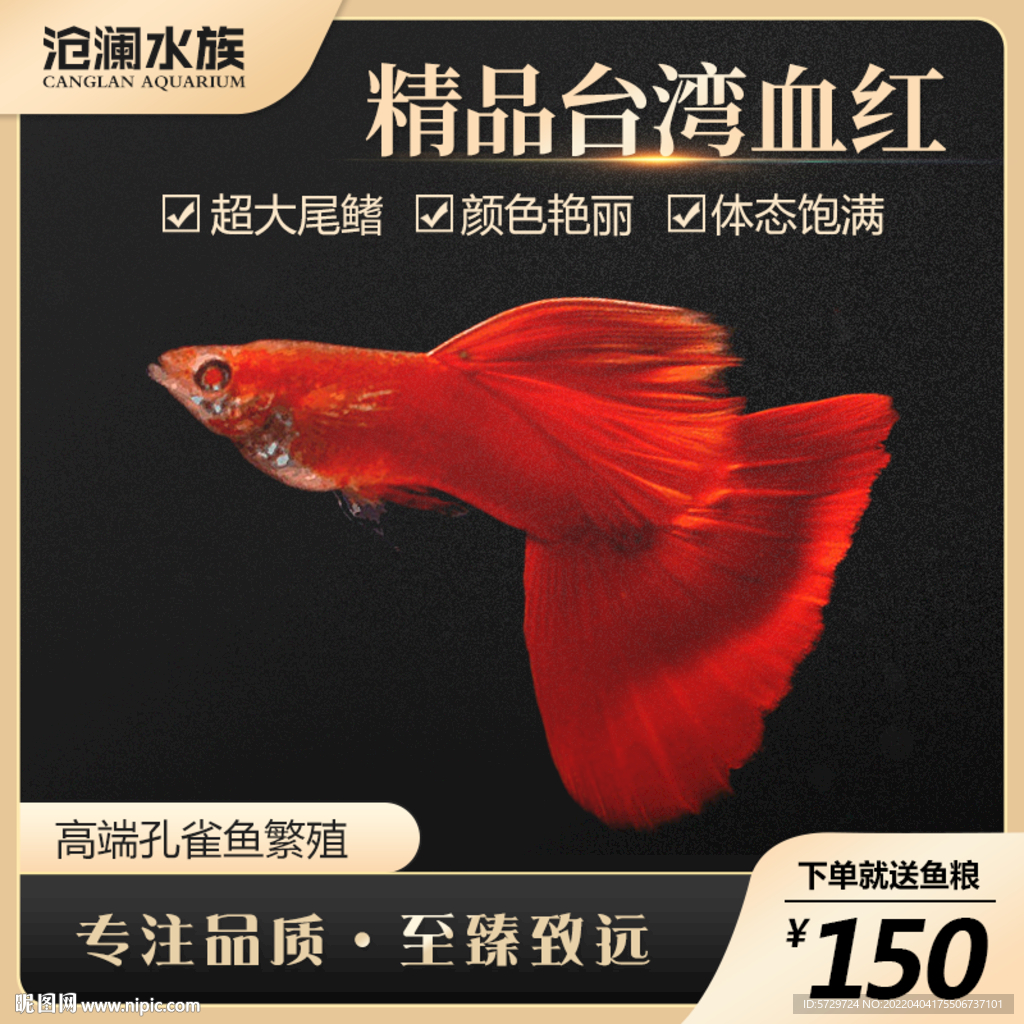 淘宝主图 孔雀鱼主图