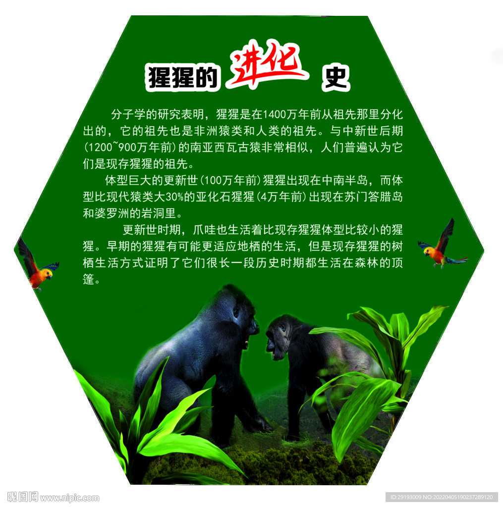 猩猩进化史