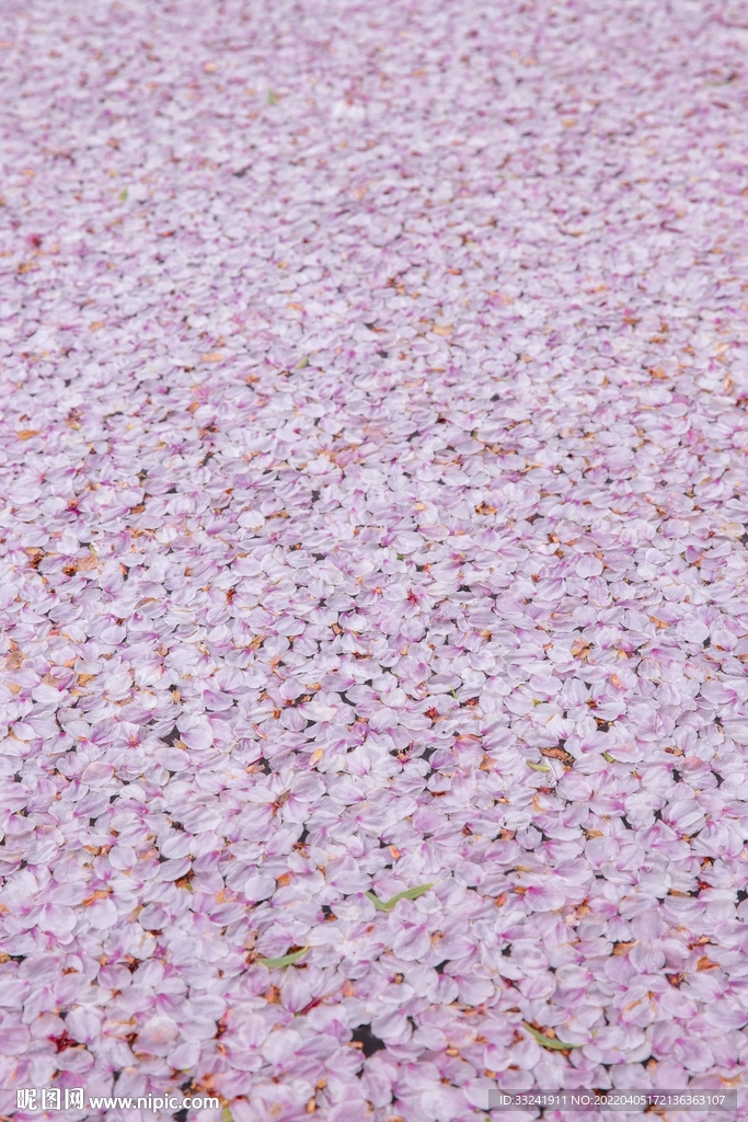 花瓣背景