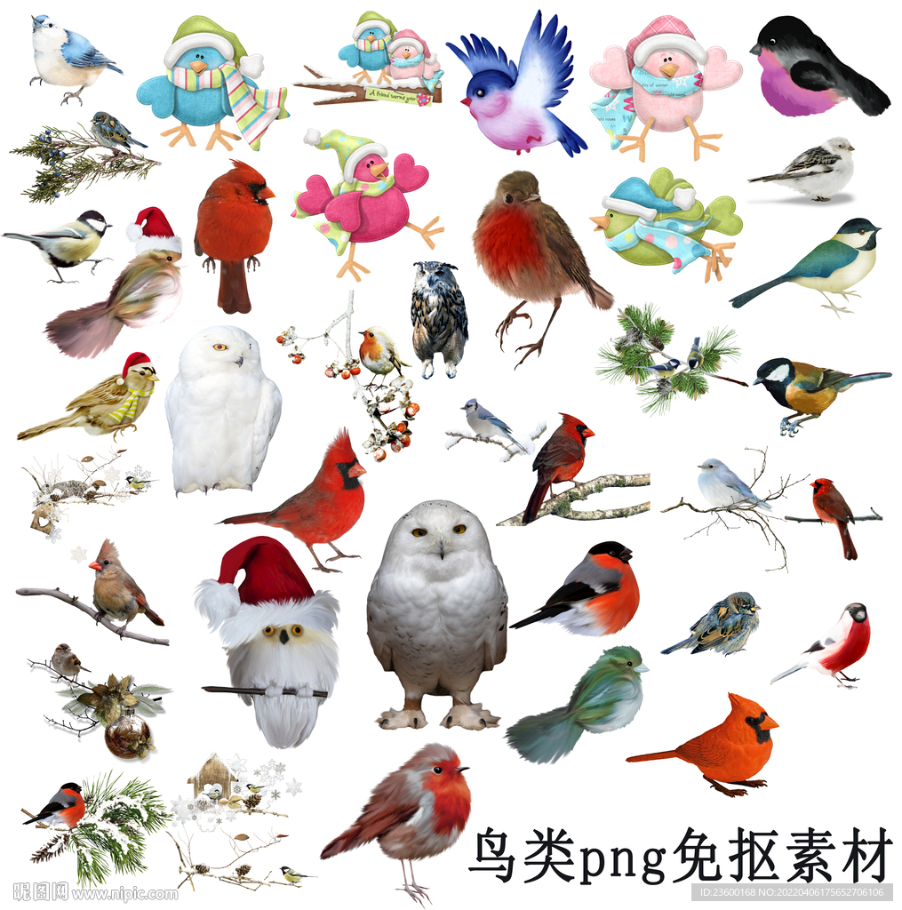 鸟类素材