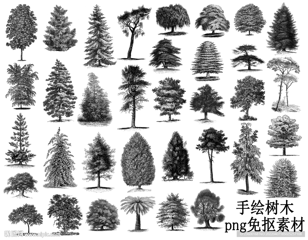 手绘素描树木