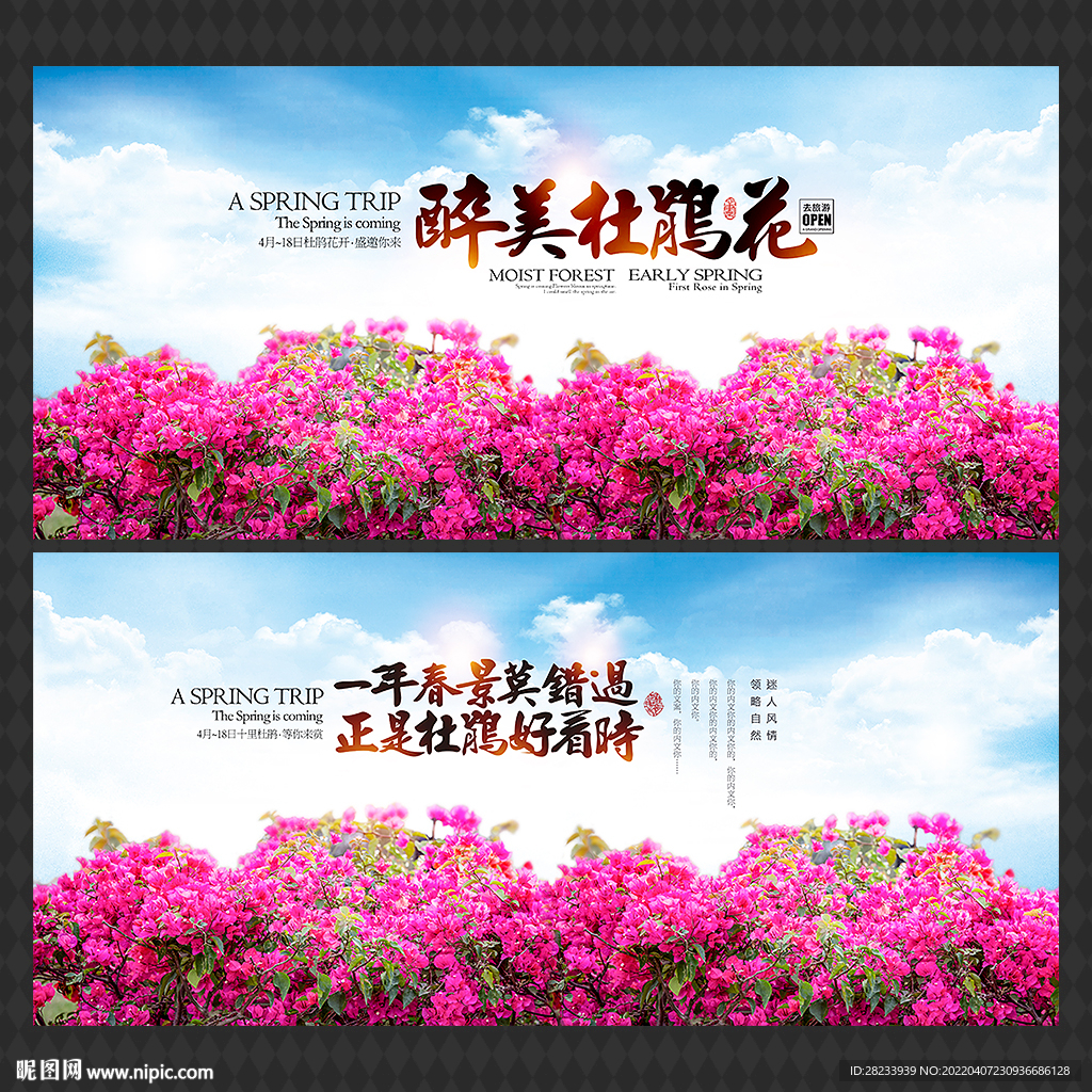 杜鹃花