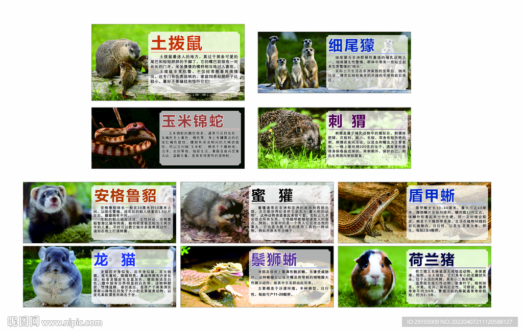 动物介绍
