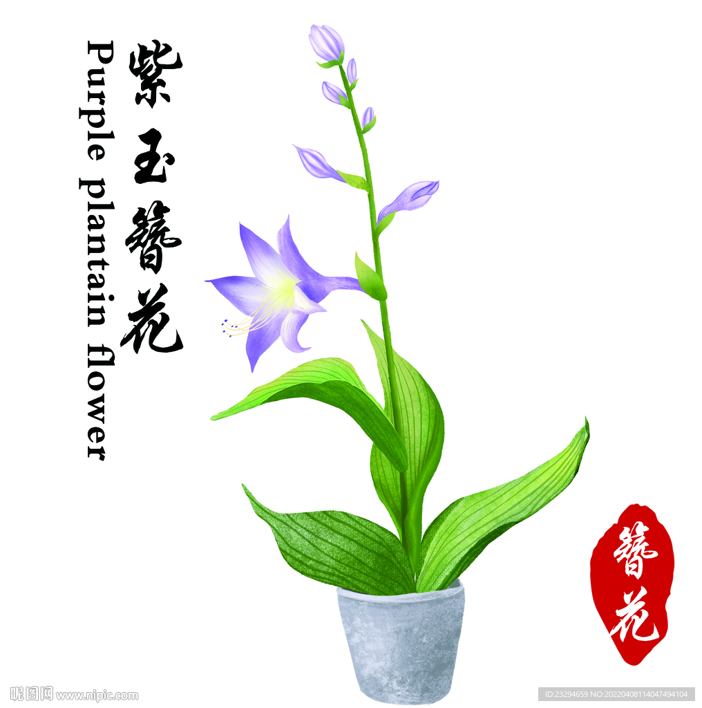 紫玉簪花