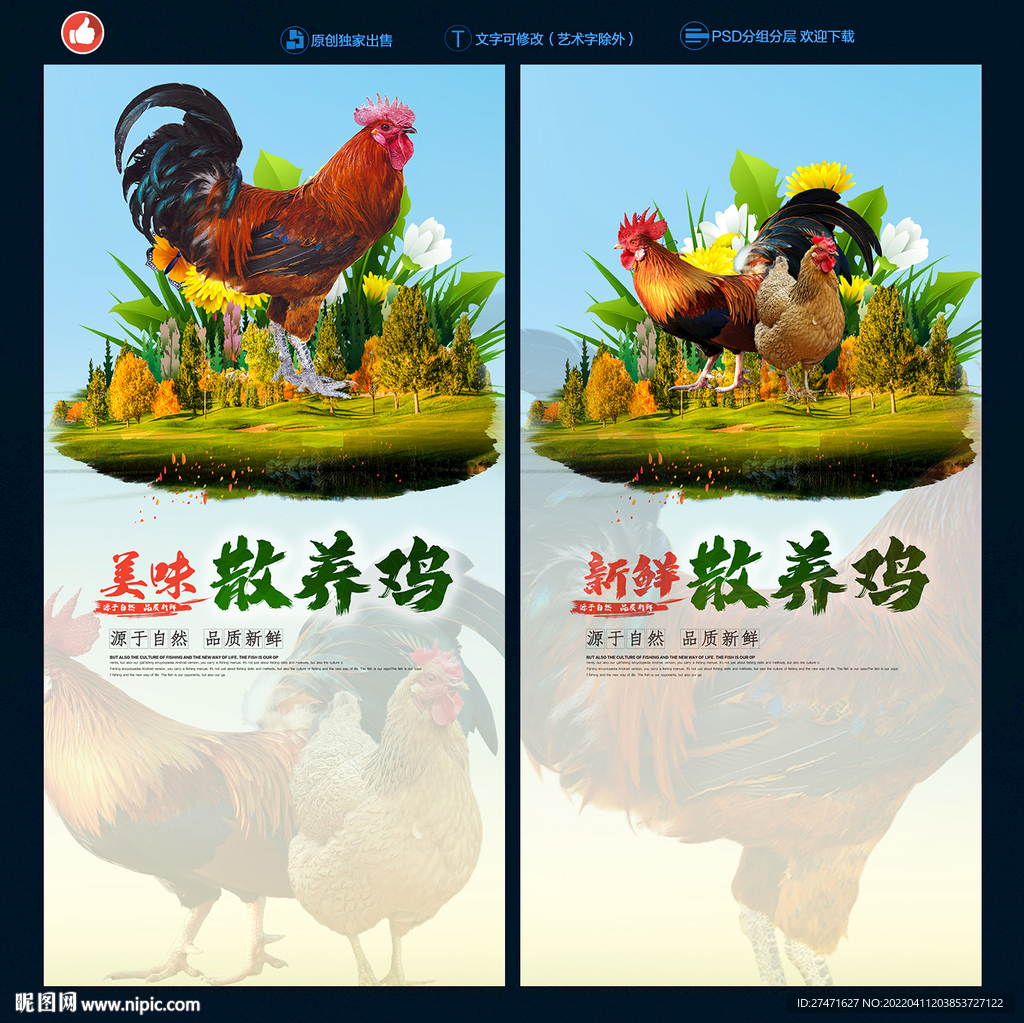 散养鸡