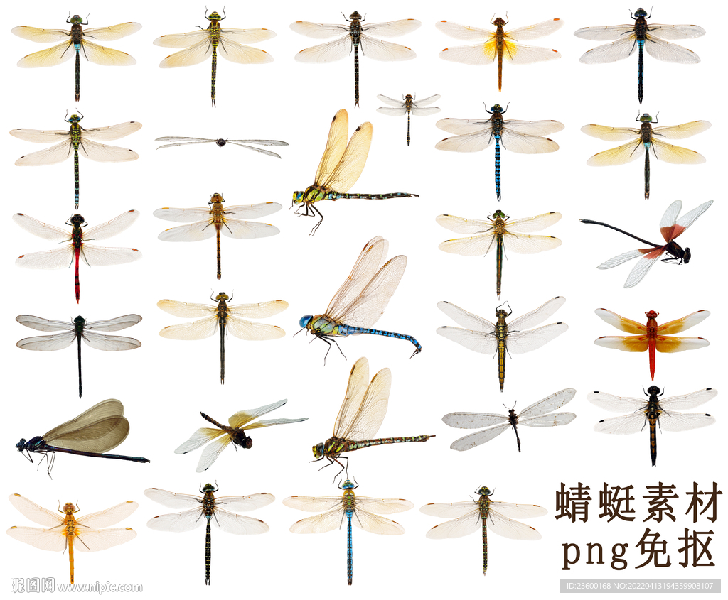 彩色 昆蟲 蜻蜓 彩色可愛蜻蜓, 彩色可愛蜻蜓, 蜻蜓, 彩色素材圖案，PSD和PNG圖片免費下載