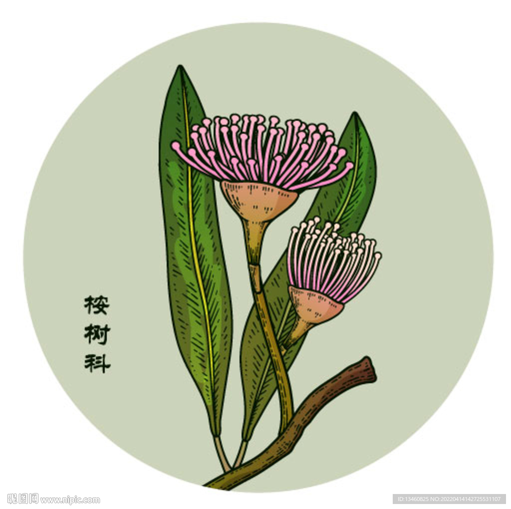 手绘桉树