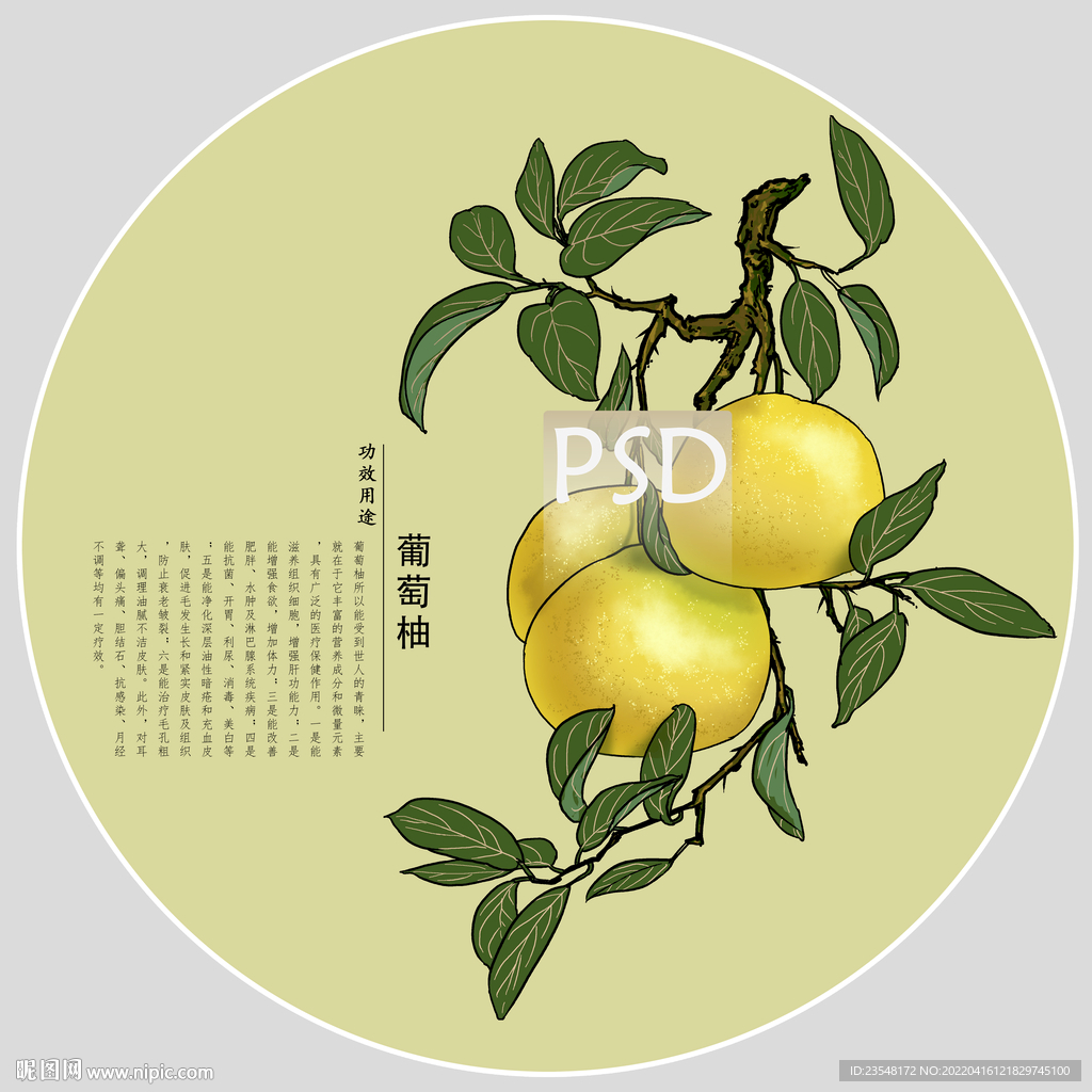 葡萄柚包装手绘装饰画