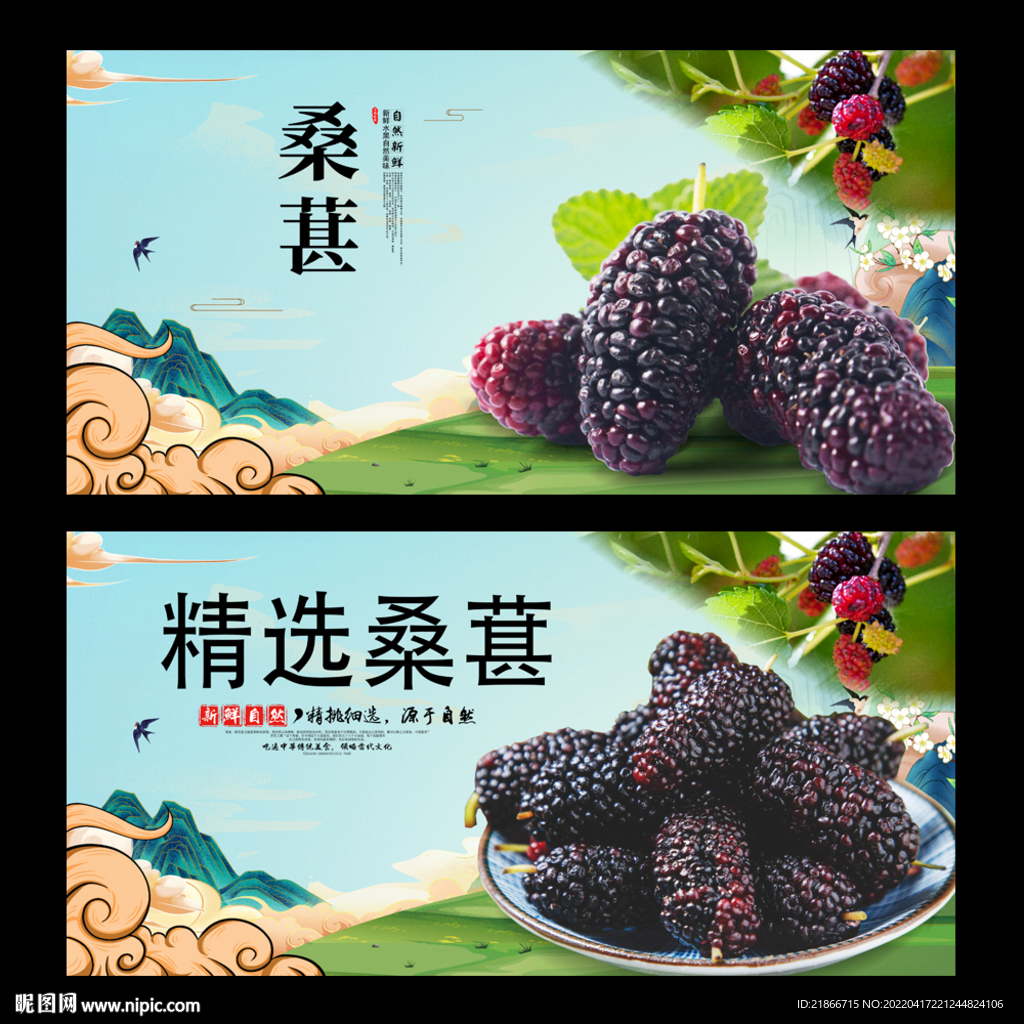 桑葚