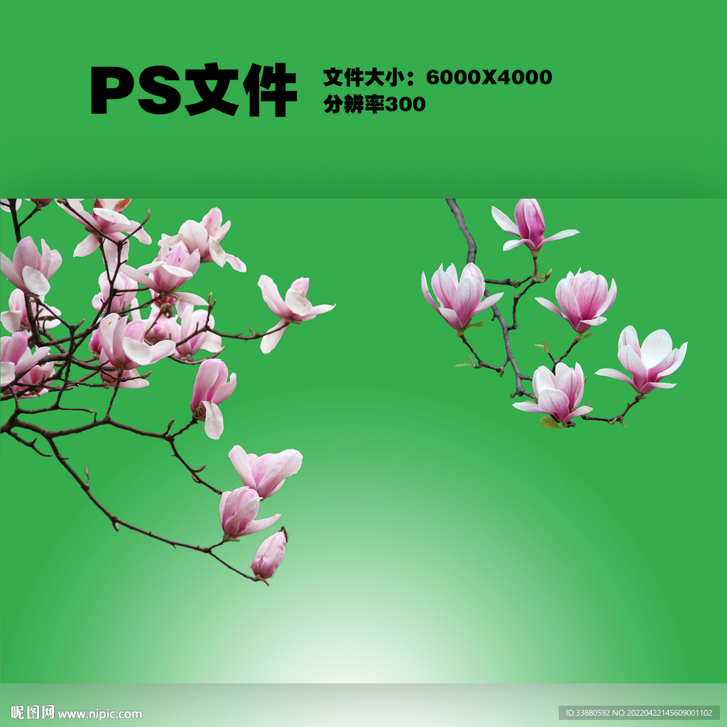 玉兰枝