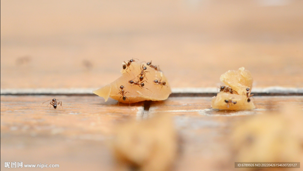蚂蚁搬运寻找食物的特写