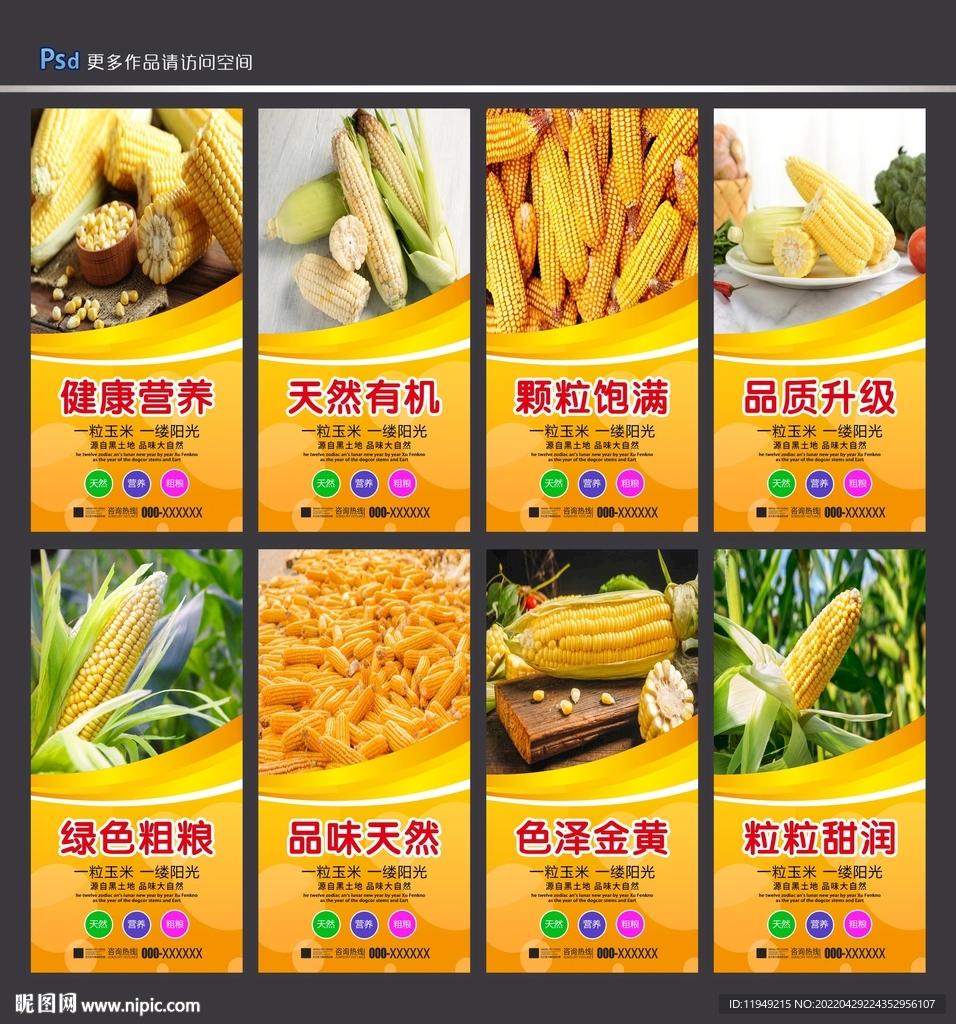 玉米种子