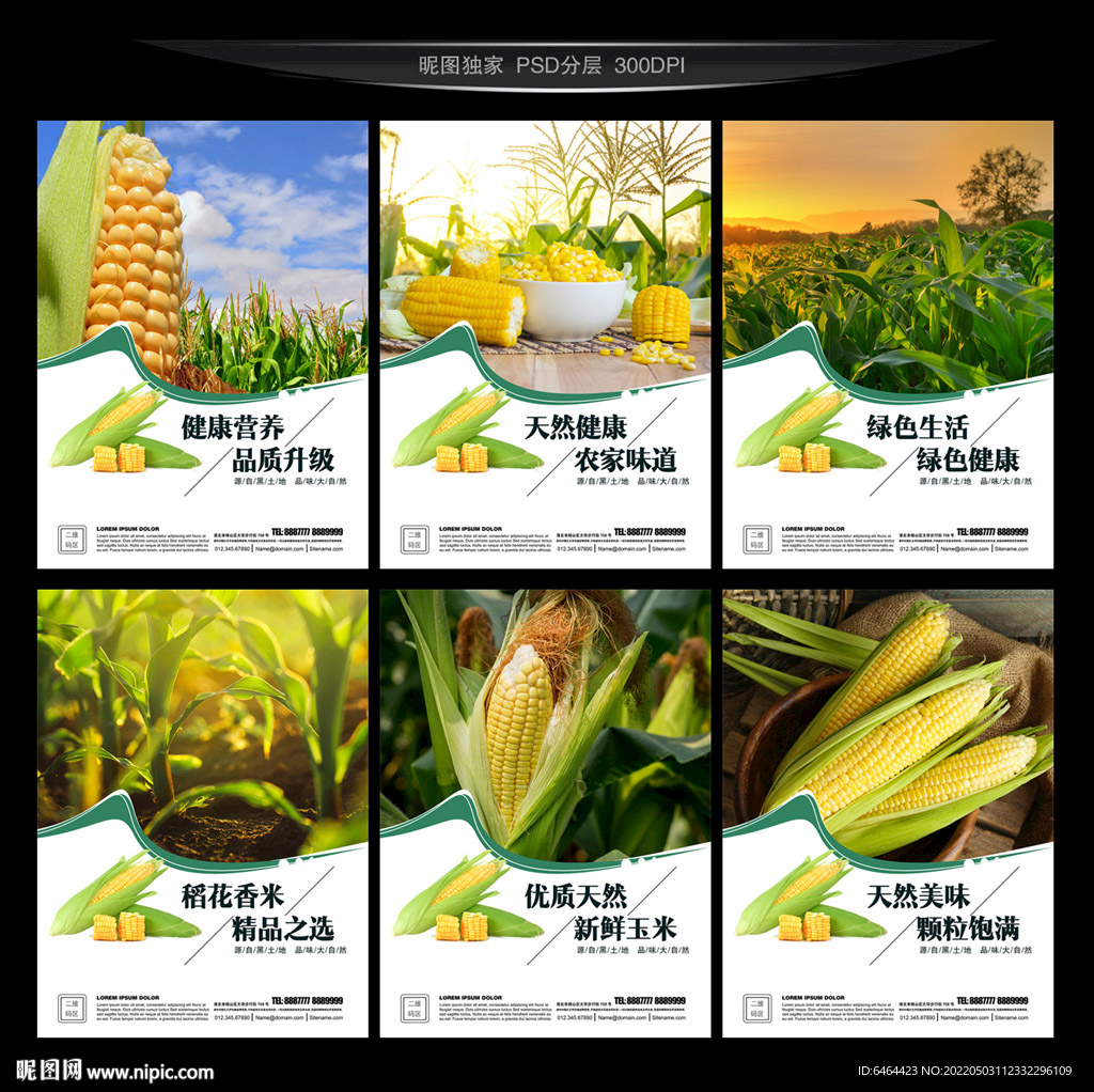 玉米摄影图__蔬菜_生物世界_摄影图库_昵图网nipic.com