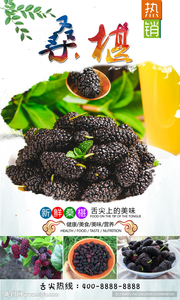 桑椹 
