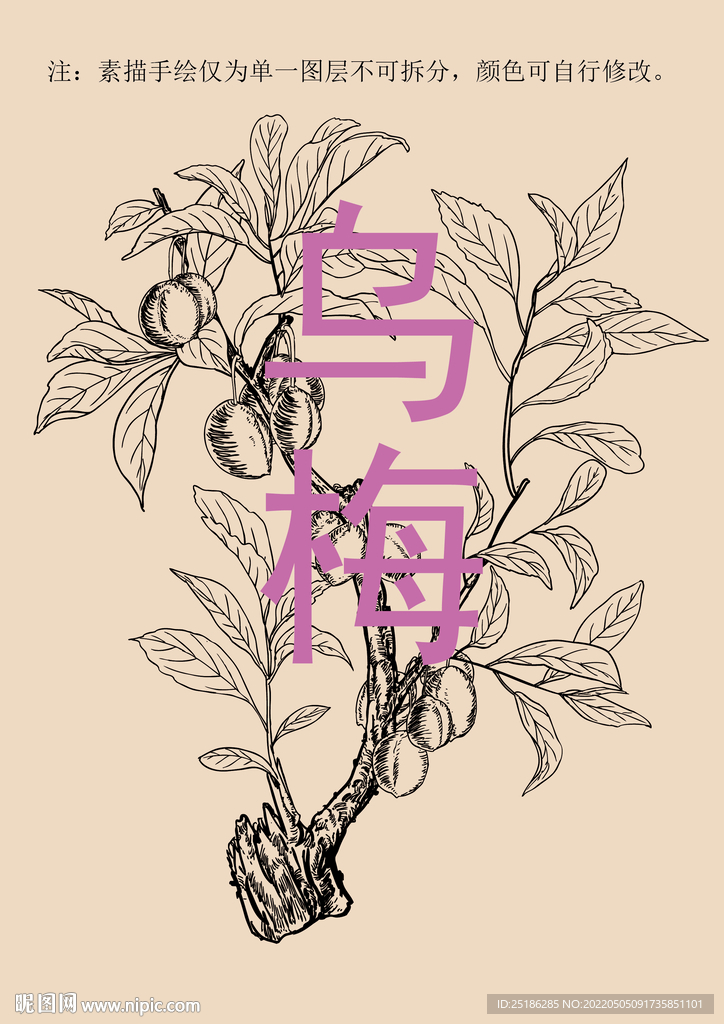 乌梅线描