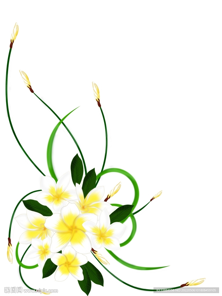 鸡蛋花花卉造型背景素材