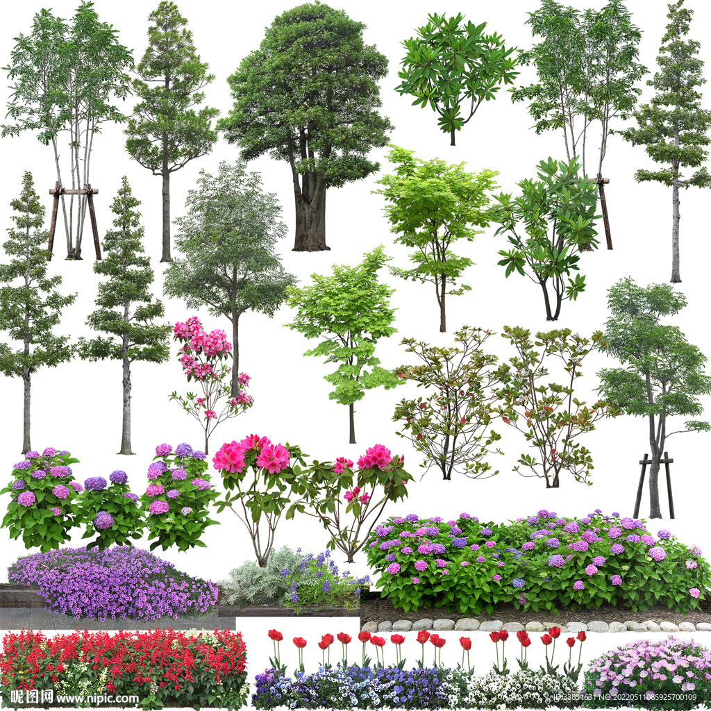 植物后期