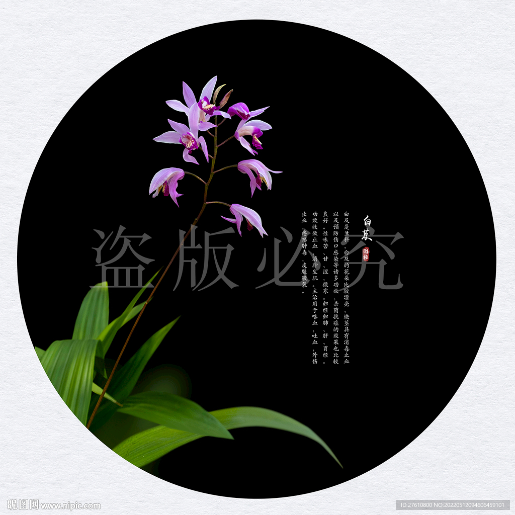 白芨