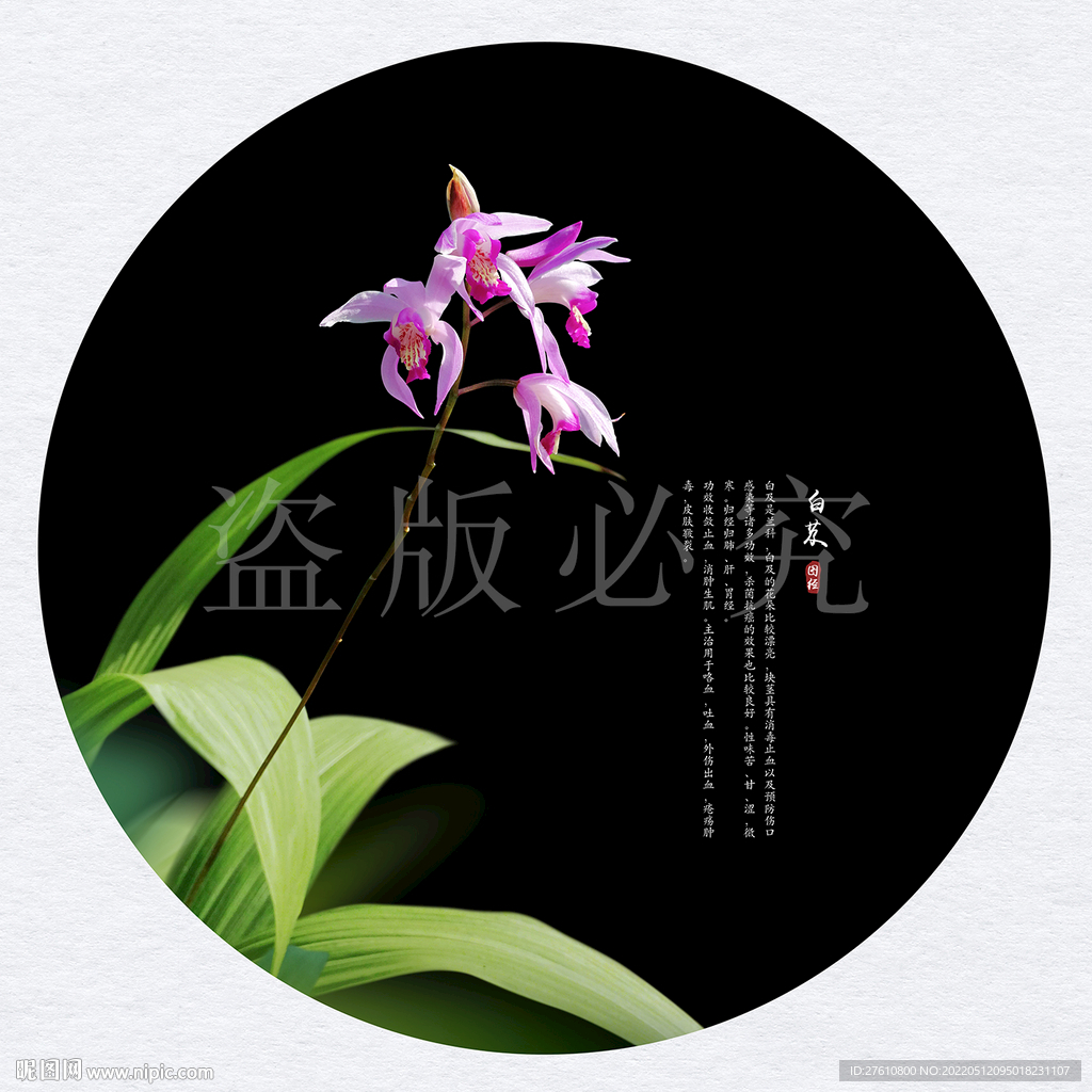 白芨