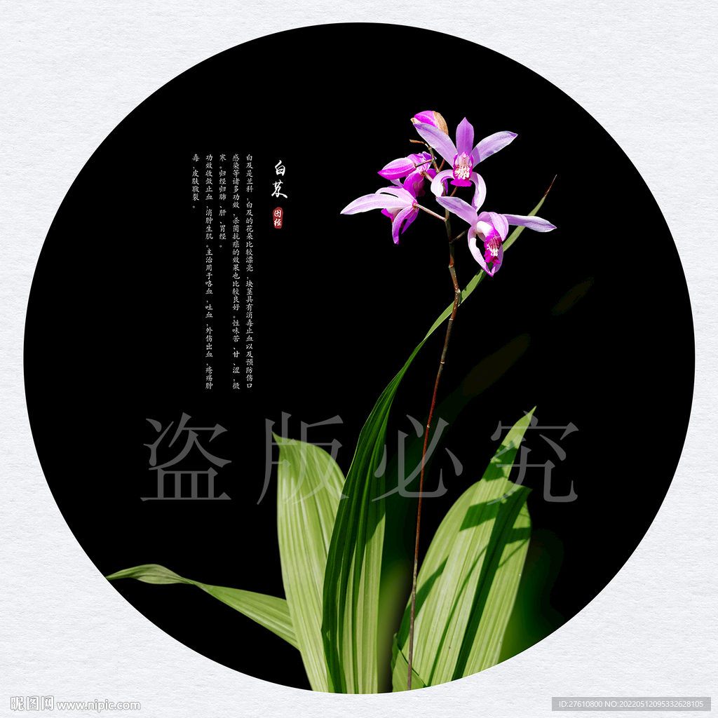 白芨