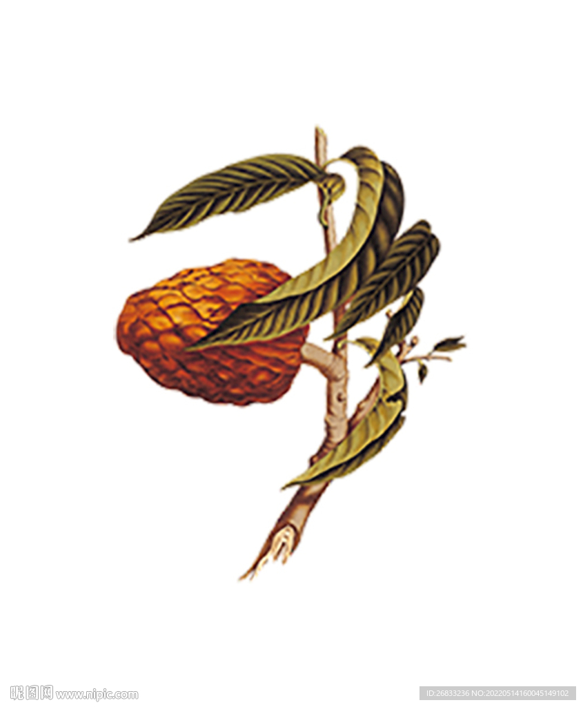果实  插画  非矢量