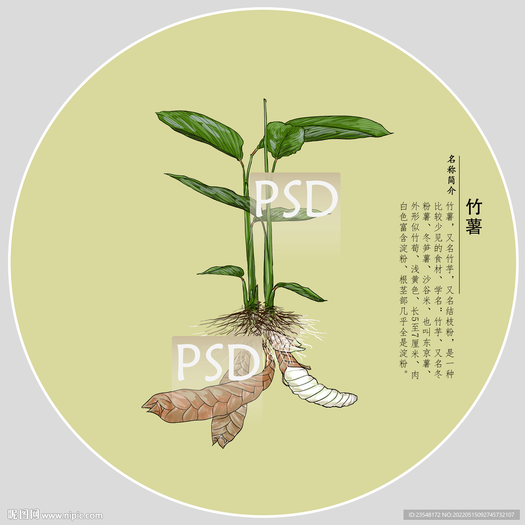 竹薯包装手绘装饰画