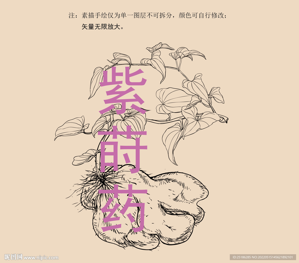 紫莳药线描