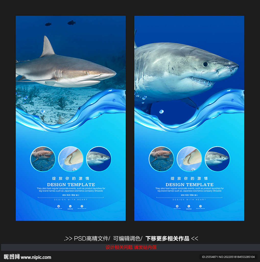 鲨鱼