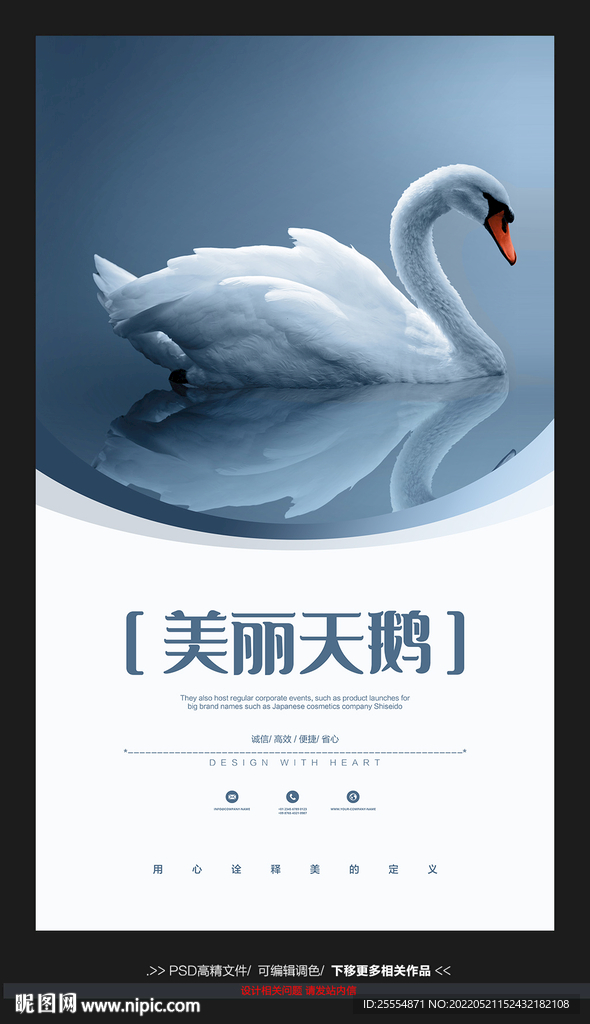 天鹅 