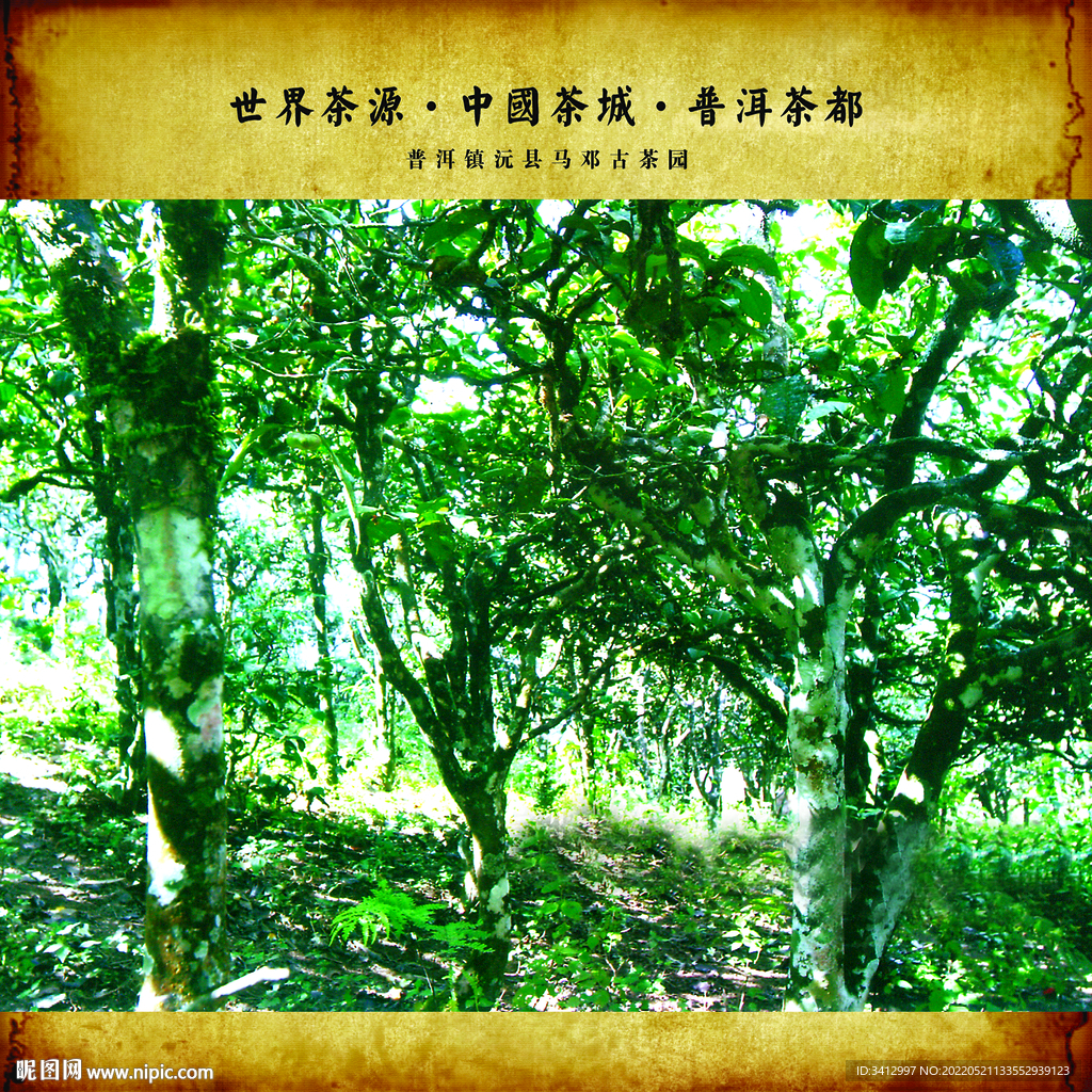 普洱茶