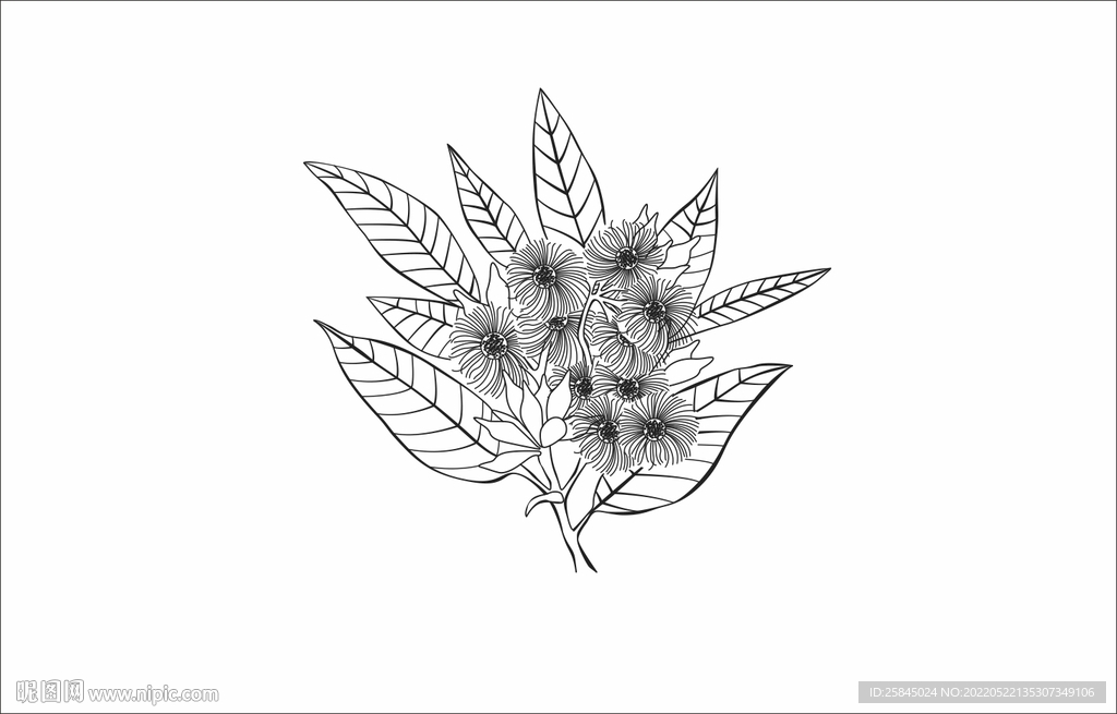 桉树叶子