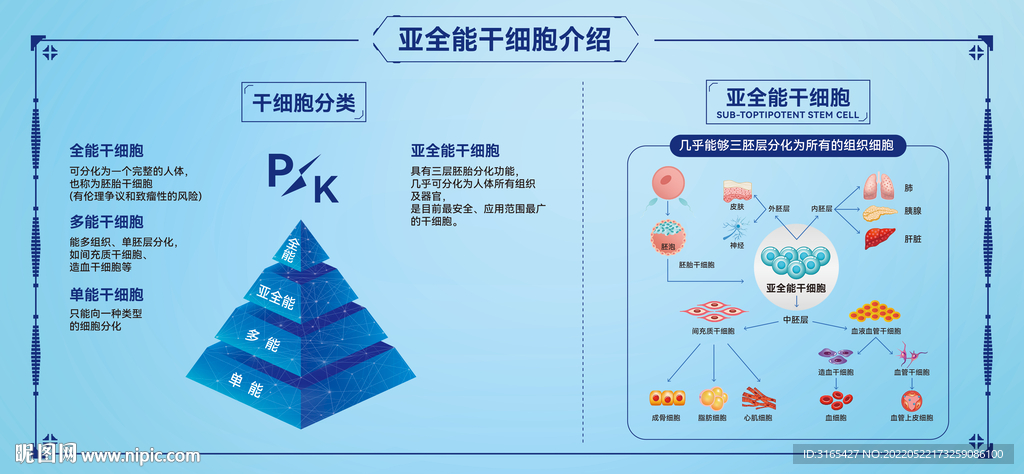 亚全能干细胞介绍