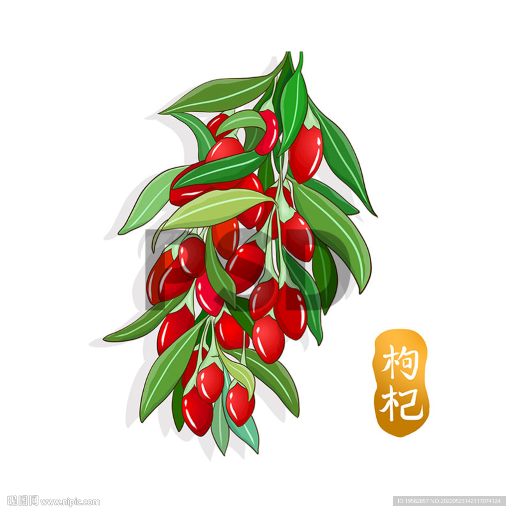枸杞手绘