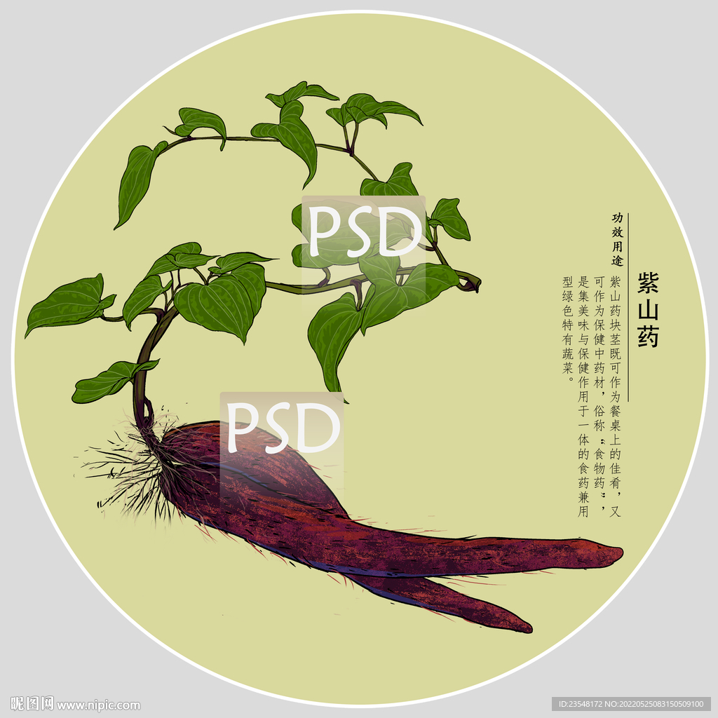 紫山药包装手绘装饰画