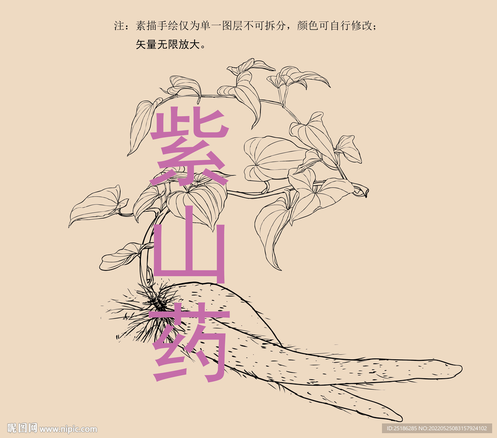 紫山药线描