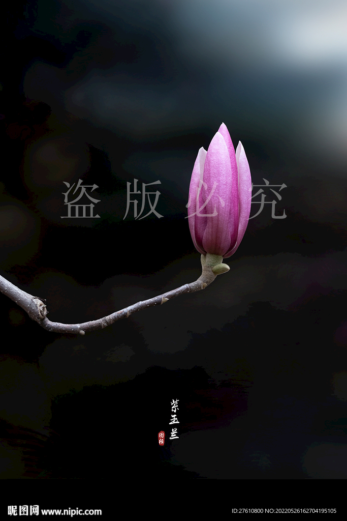 紫玉兰
