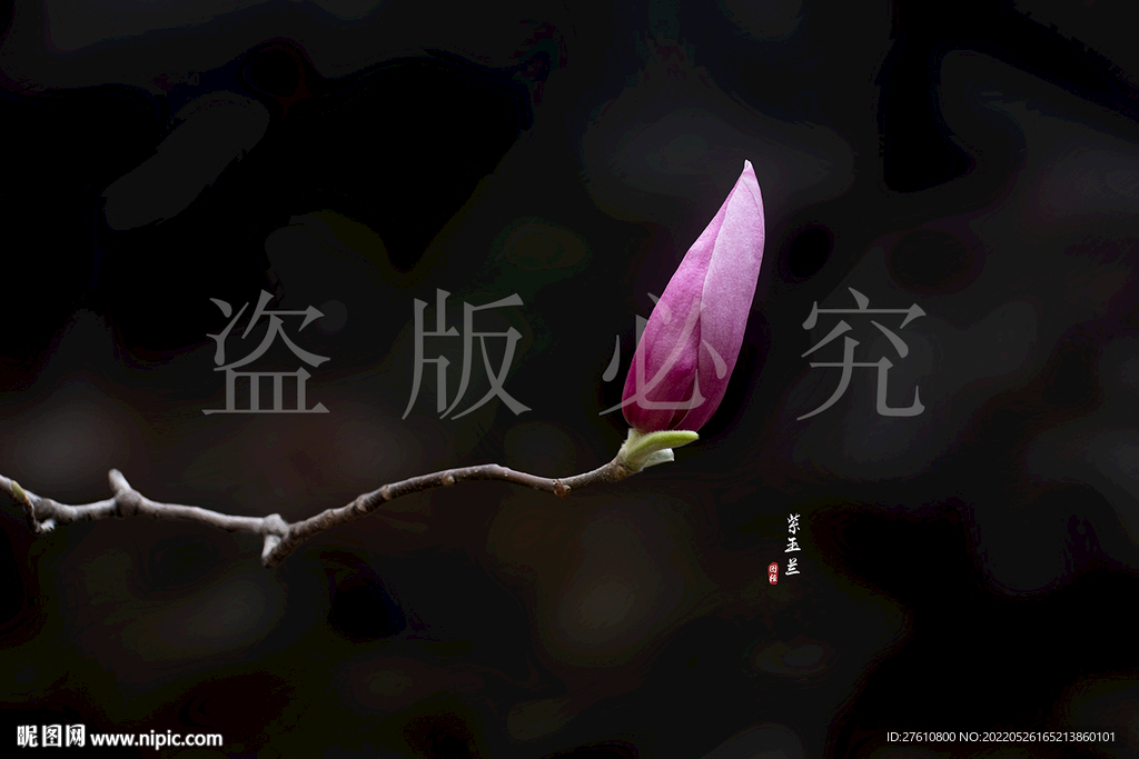 紫玉兰