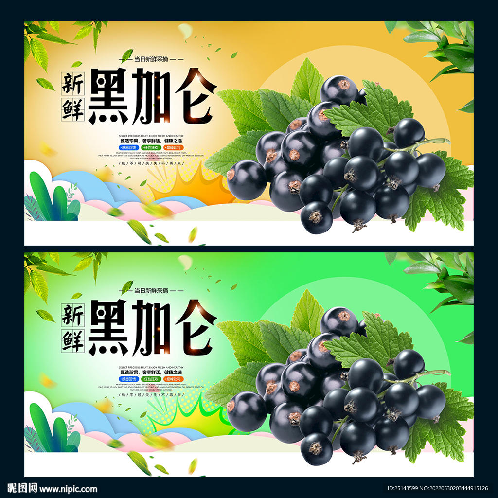 黑加仑