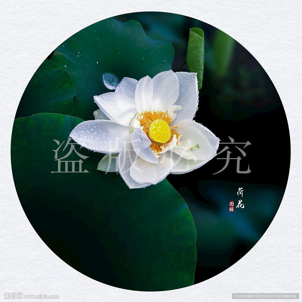 荷花